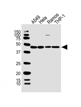 MAP2K7 Antibody (C-Term)