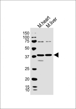P2ry4 Antibody (N-term)