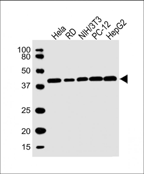 PDHA1 Antibody