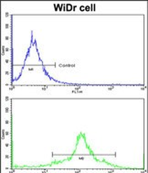 PDIA3 Antibody (Center)