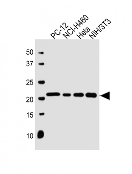 TMED10 Antibody (C-term)