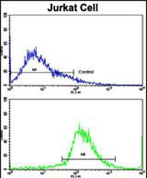 CECR5 Antibody (Center)