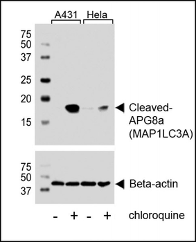Cleaved LC3A Antibody