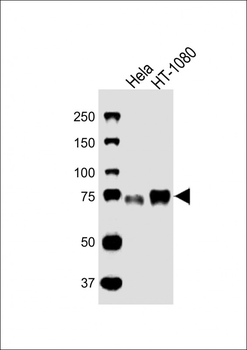 CD44 Antibody (C-term)