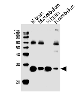 SNAP25 Antibody (S187)