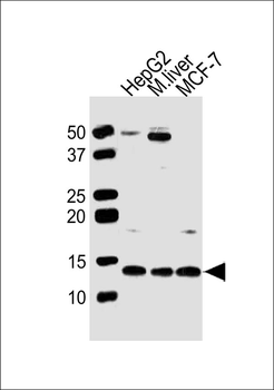 GLRX5 Antibody (Center)