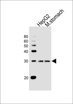 IPF Antibody (C-term)
