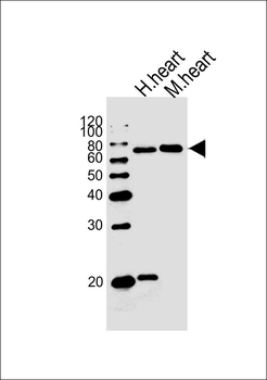 HAS2 Antibody (Center)