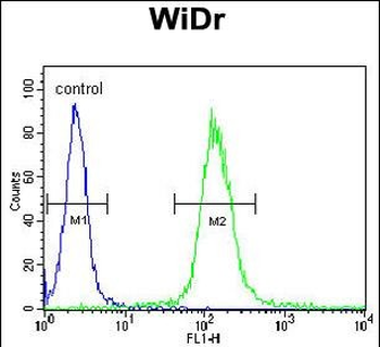 HSPD1 Antibody (C-term)