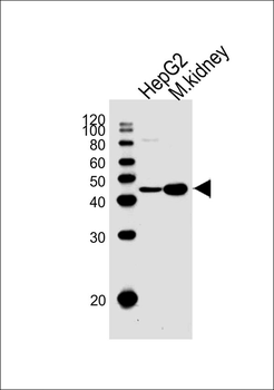 DNASE1 Antibody (Center)