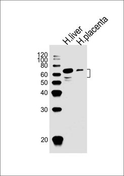 SCP2 Antibody (C-term)