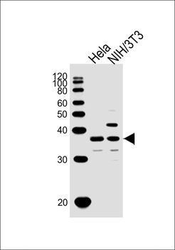 WDR5 Antibody (C-term)
