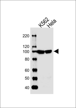 EIF4G2 Antibody (N-term)