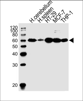 CF150 Antibody (Center)