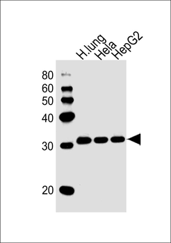 STOM Antibody (N-term)