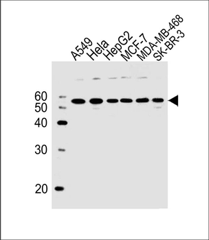SERBP1 Antibody (Center)