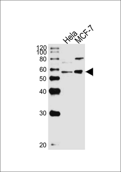 GATA6 Antibody (C-term)