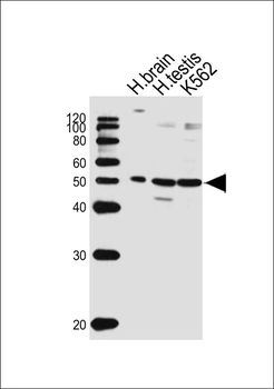 GABRG3 Antibody (N-term)
