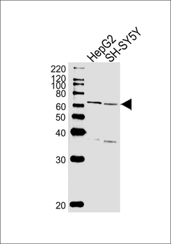 ZNF192 Antibody (Center)