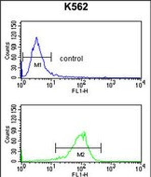 ATP1B2 Antibody (Center)