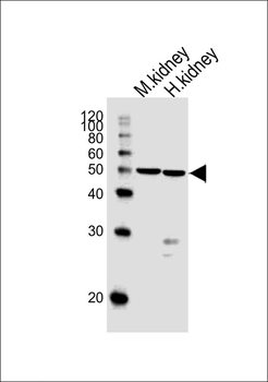 C1GALT1 Antibody (Center)