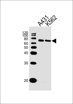 PTGS1 Antibody (C-term)
