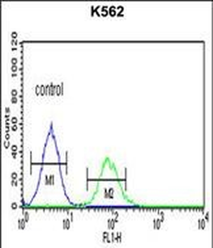CHEK2 Antibody (N-term)