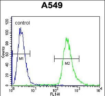 HSP90B1 Antibody (Center)