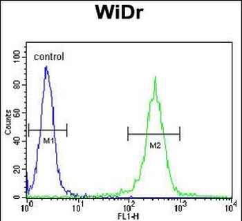 ATP5B Antibody (Center)