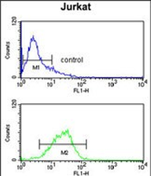 STIP1 Antibody (Center)