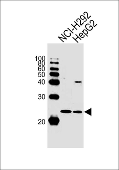 TAF10 Antibody (Center)