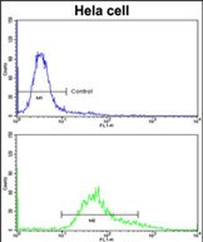 PDIA6 Antibody (Center K159)