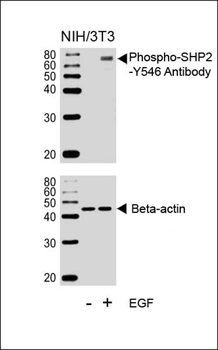 Phospho-SHP2(Y546) Antibody