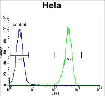 ENOA Antibody (N-term)