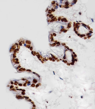HIST1H4A Antibody (C-term)