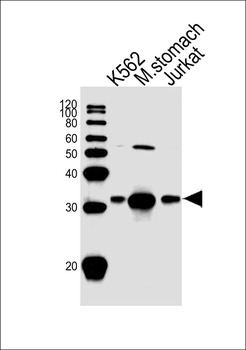 ESD Antibody (Center)