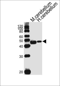 M Cckar Antibody (C-term)