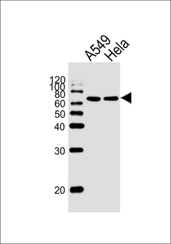 HSF2 Antibody (Center)