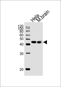 TARDBP Antibody (N-term)