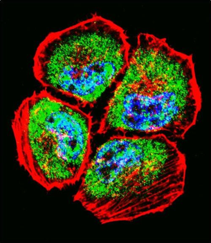 MMP3 Antibody (N-term)