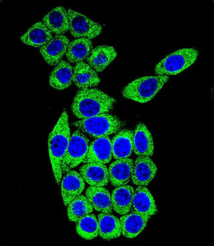 MESDC2 Antibody (C-term)