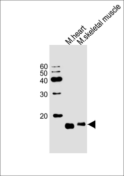M PLM Antibody (N-term)