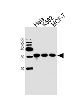 EEF1B2 Antibody (Center)
