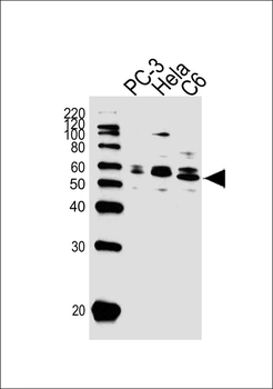 AKT1/2/3 Antibody (Center)