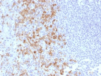 Anti-CD162 (Selectin P Ligand) Antibody