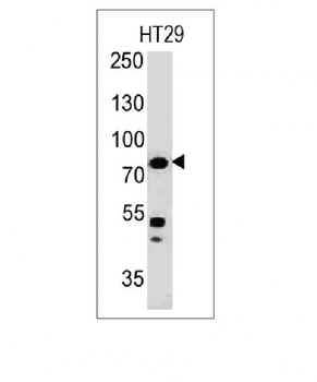 Anti-Moesin Antibody