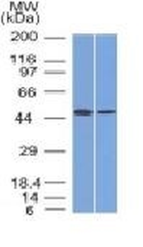 Anti-FOXA1 / HNF3A Antibody