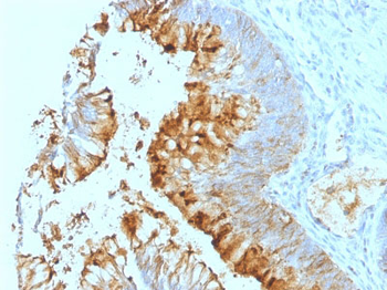Lewis A (Blood Group Antigen) Antibody - With BSA and Azide