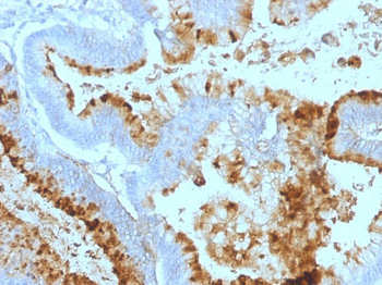 Lewis A (Blood Group Antigen) Antibody - With BSA and Azide