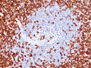 CD45RO (T-Cell Marker) Antibody - With BSA and Azide